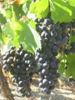 /album/photogallery/senigallia-grappolo-di-uva-jpg/